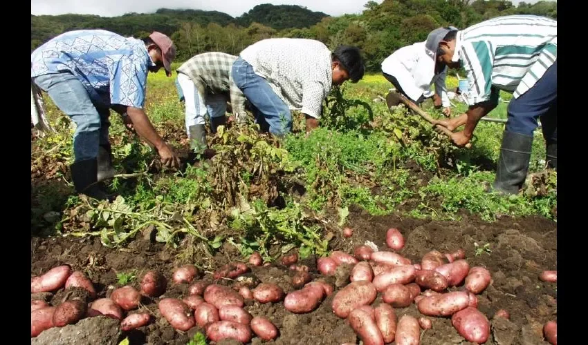 Mujeres también trabajan en el agro.