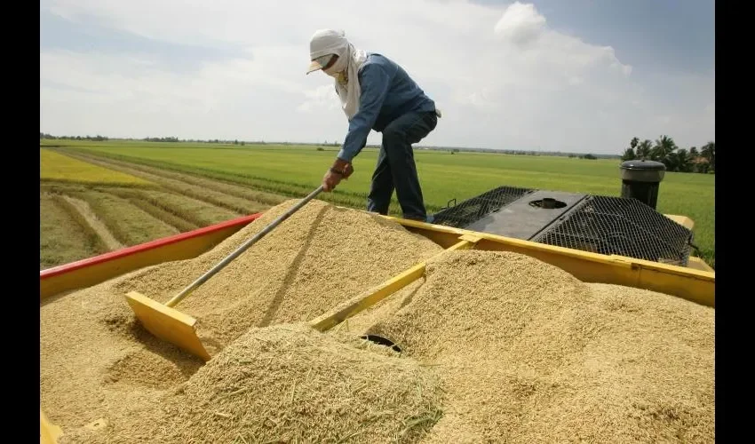 El rubro del arroz  es muy cotizado.