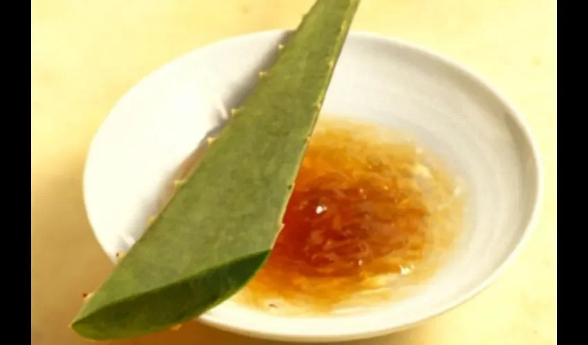 La planta de áloe puede incluso ser sembrada en casa, no requiere mayor cuidado.  