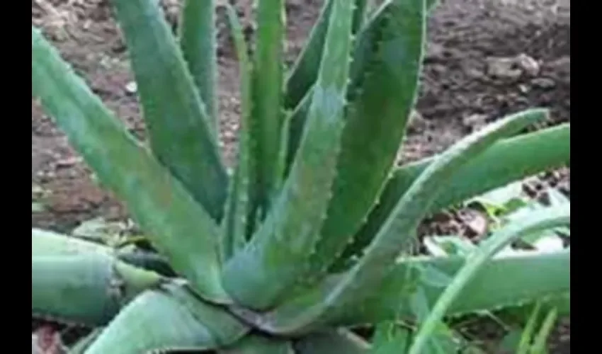 Esta planta, con sus beneficios naturales es utilizada actualmente tanto para cosmética externa como para alimento.