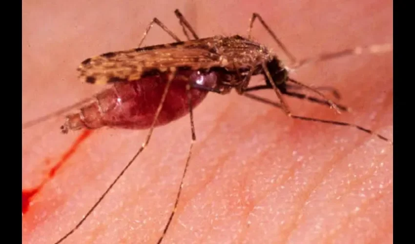 Los vectores de esta enfermedad son especies del mosquito del género Anopheles