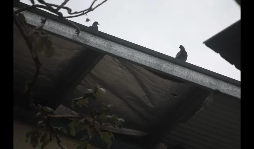 No aguantan las palomas.