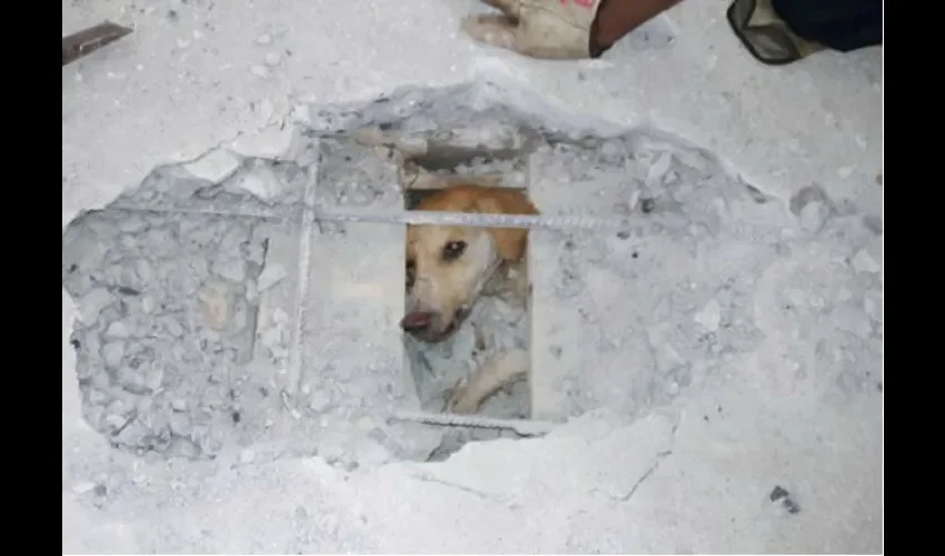 Bomberos rescatan a perro en La Chorrera