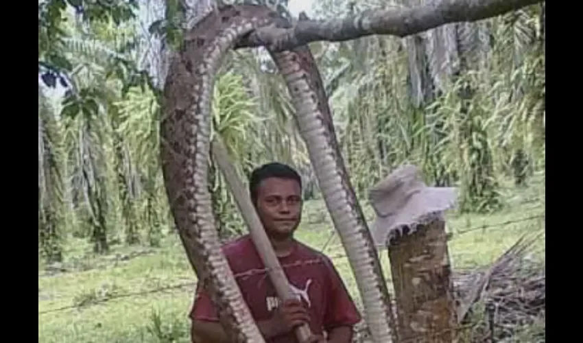 Culebra  en Chiriquí 