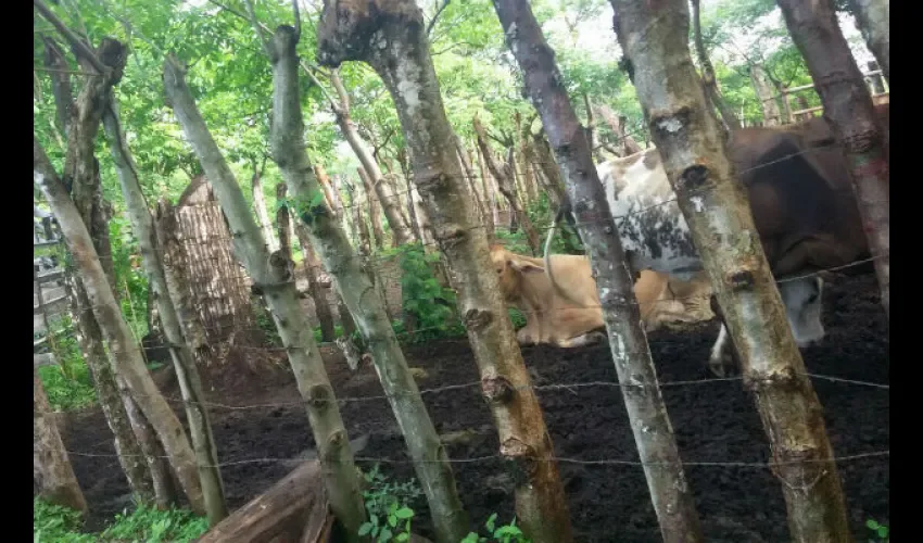Cuatreros en Chiriquí 
