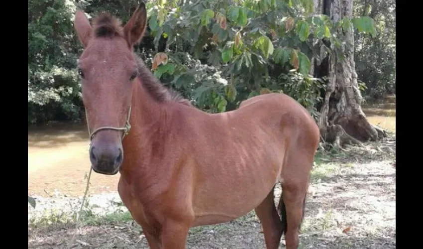 Operativo de la Policía Nacional en Coclé