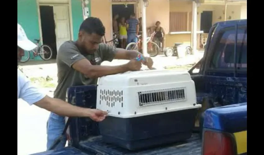 Rescatan mono araña en una residencia en Monagrillo