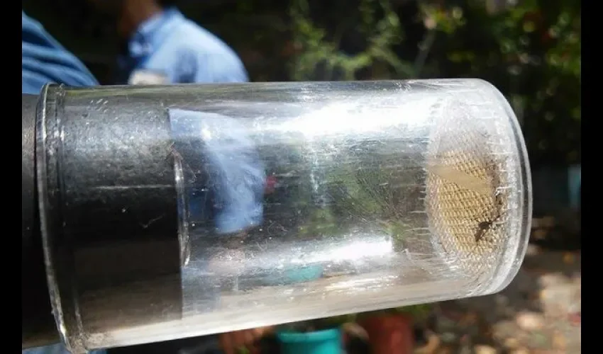 Mosquito Aedes Aegypti