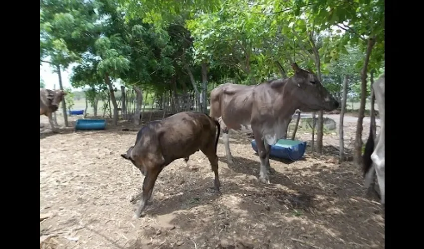 Hurto pecuario en Los Santos