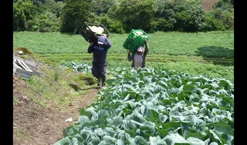 Productores garantizan abundancia de cosechas para estos últimos días. FOTO: ARCHIVO