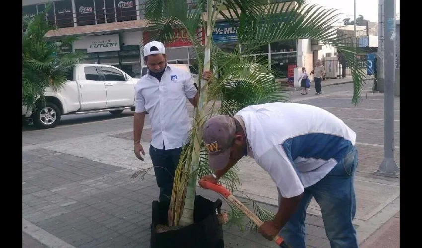 Han puesto verdor en las zonas pagas.