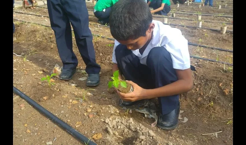 Lo sembrado se utilizará en el comedor. Fotos: Jesús Simmons/Cortesía