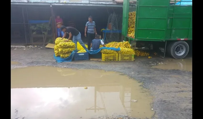 Los productos son colocados al lado de charcos de agua sucia, así de mal están las condiciones en el Mercado de Abastos. Fotos: Jesús Simmons