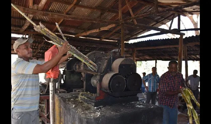 En pleno proceso de moler la caña para luego convertirla en miel. Fotos: José Manuel Adames