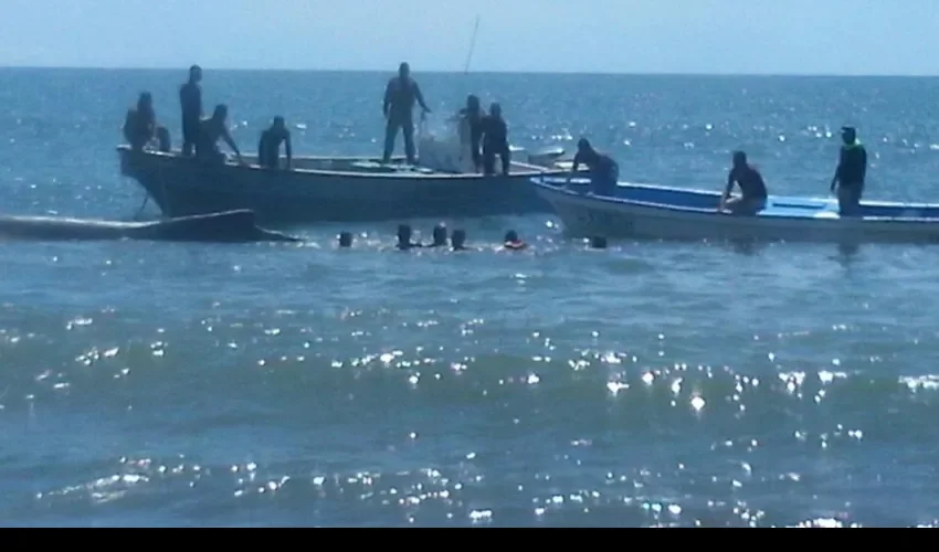 Sinaproc rescata ballena 