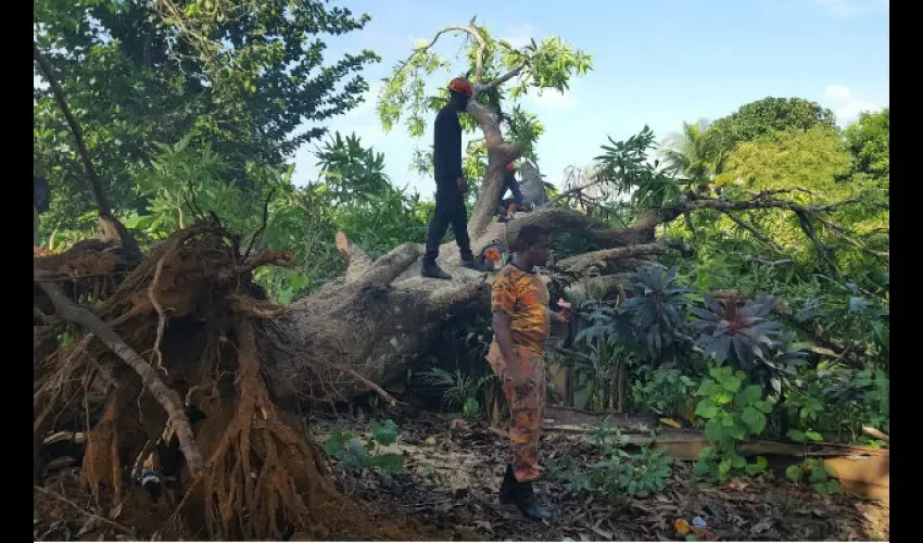 Árbol cae en una casa en Colón 