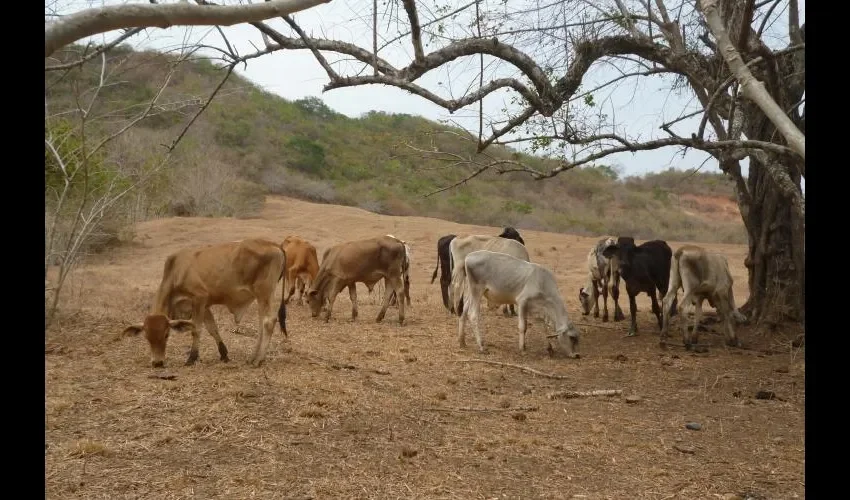 La ganadería se ha visto muy afectada por cambio climático.