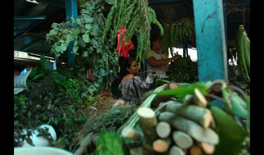 El Inst. Nacional del Cáncer de Estados Unidos estudia las plantas y extrae sustancias nuevas para combatir el mal. 