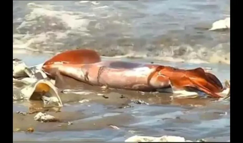 8 millones de toneladas de plásticos y basura terminan en el mar.