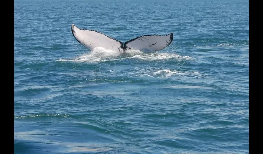Los delfines y las ballenas también son vulnerables.