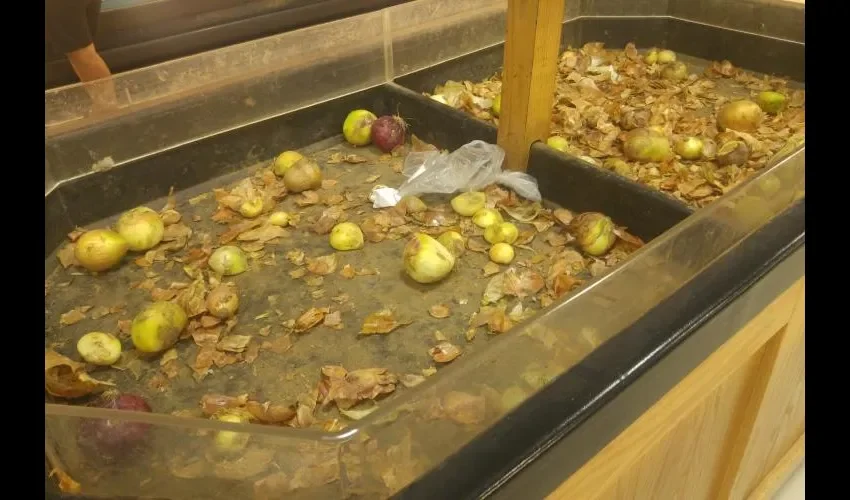 falta de cebolla en los super mercado 