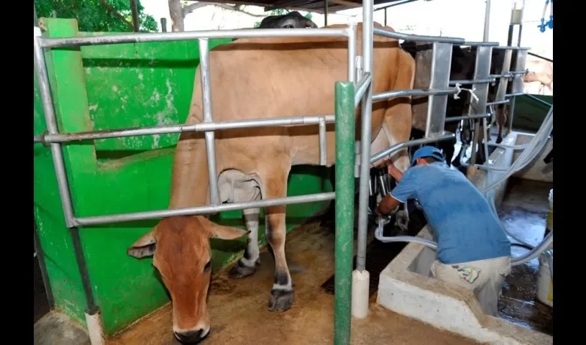 Productores de leche 