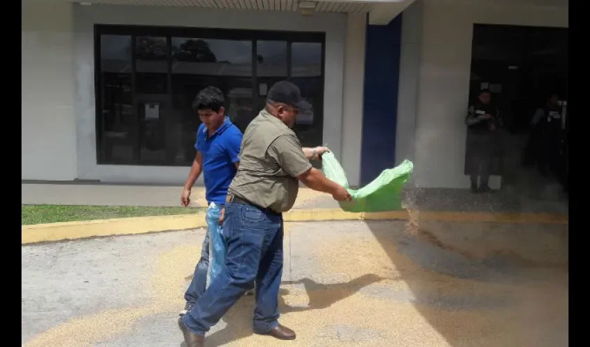 Arroceros de Chiriquí