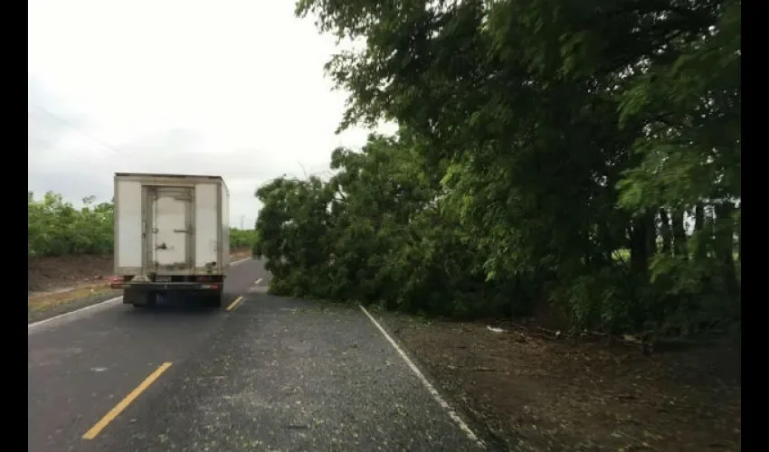 Caída de árboles en Panamá 