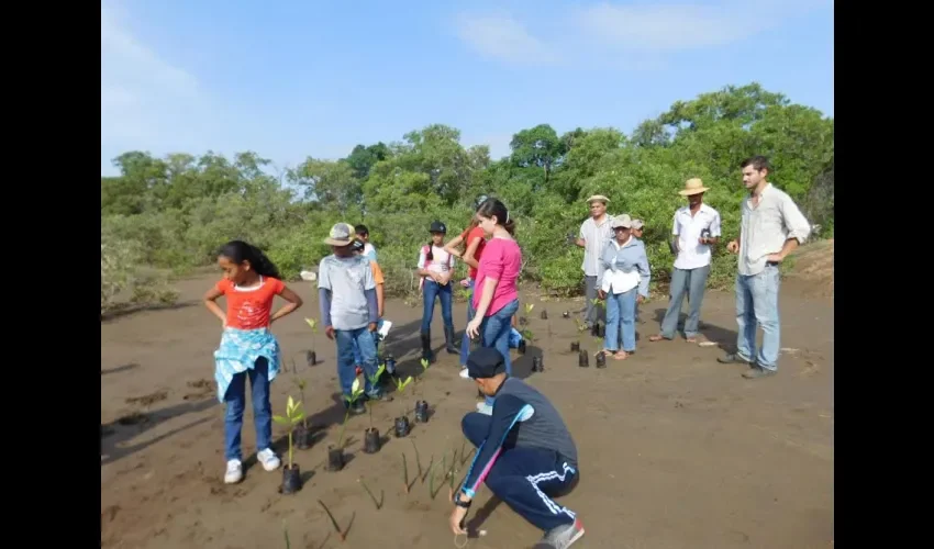 Reforestación en Los Santos 