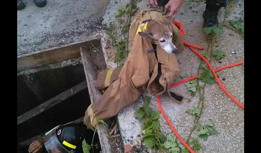Bomberos rescatan perro en Arraiján 