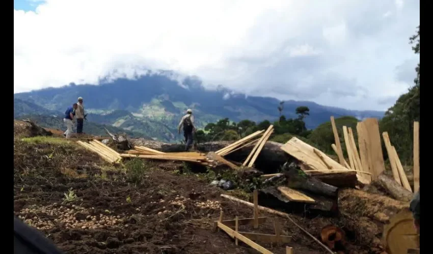 Tala de árboles en el Parque Internacional La Amistad