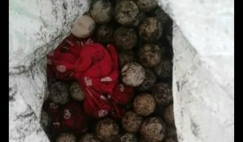 Huevos de Tortugas en Tonosí 