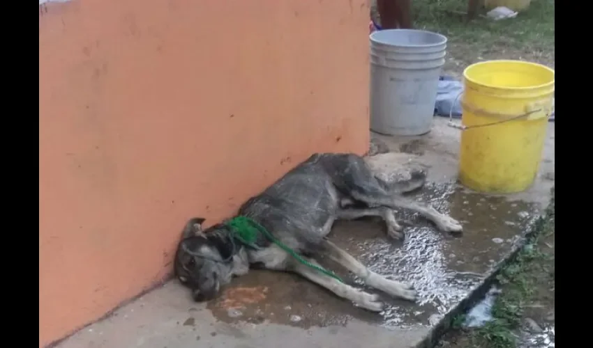 Perro picado por abejas africanizadas en Río Hato