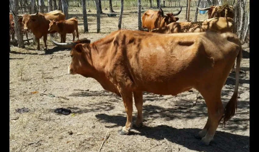 Ganaderos de la provincia de Panamá Oeste