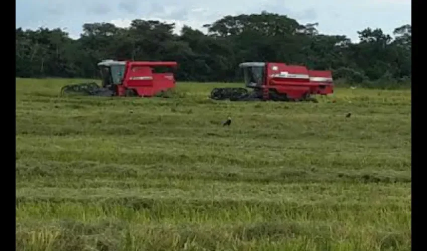 Arroz en Chiriquí