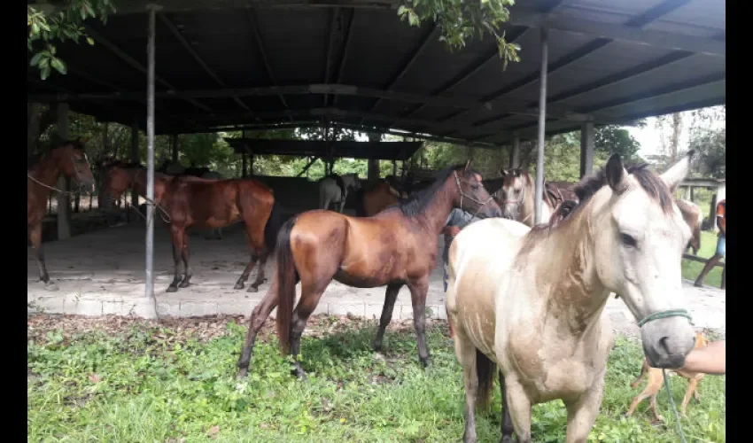 Caballos en  Herrera