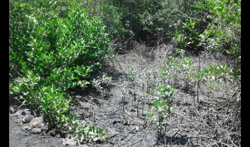 Manglares del Pacífico 