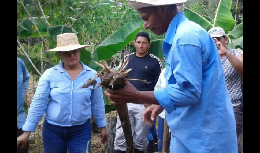  Distribución de semillas a productores de Capira 