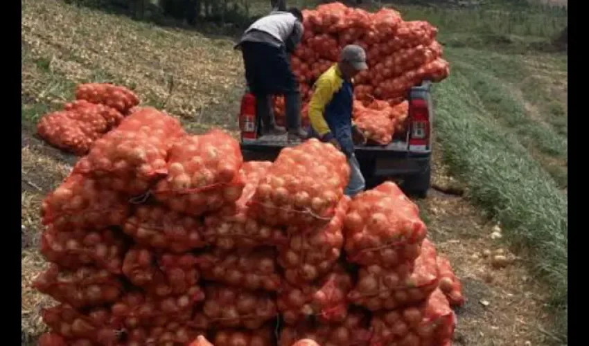 Cebollas en Panamaá