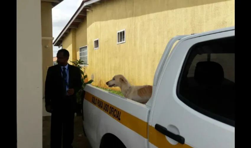 Salvan perro en San Antonio