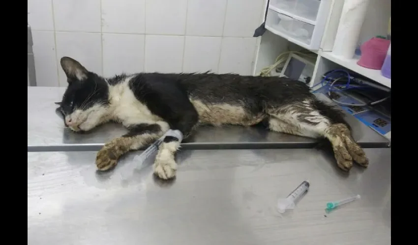 Gatos en la Universidad de Panamá 