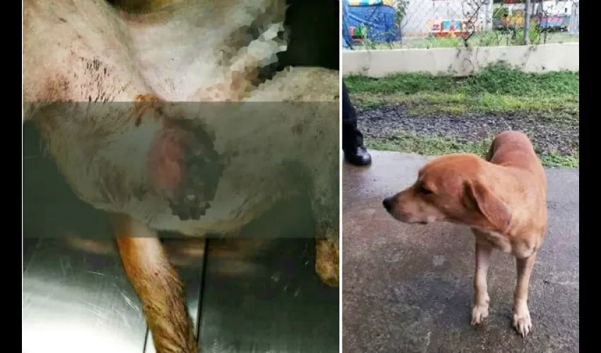 Castran a perro en Veraguas