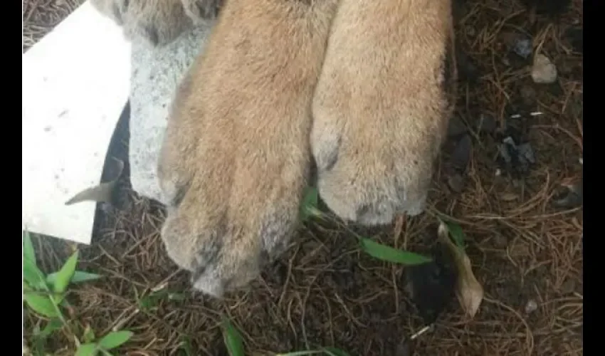 Puma en Chiriquí 