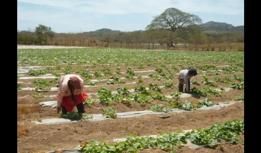 Productores de poroto