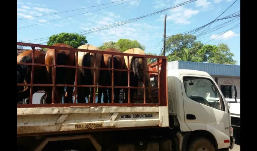 Cabellos en Chiriquí 