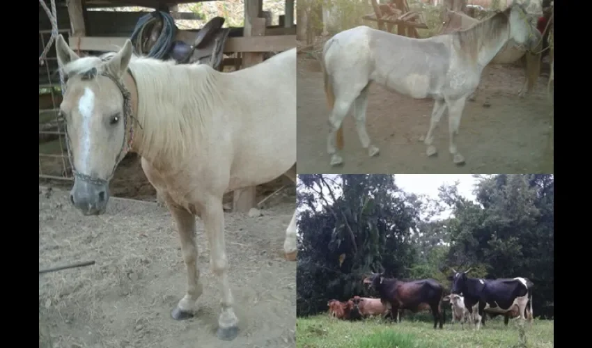 Hurto pecuario en Chiriquí y Los Santos