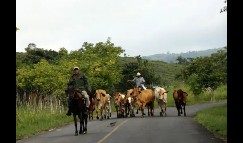 Ganadería en Panamá 