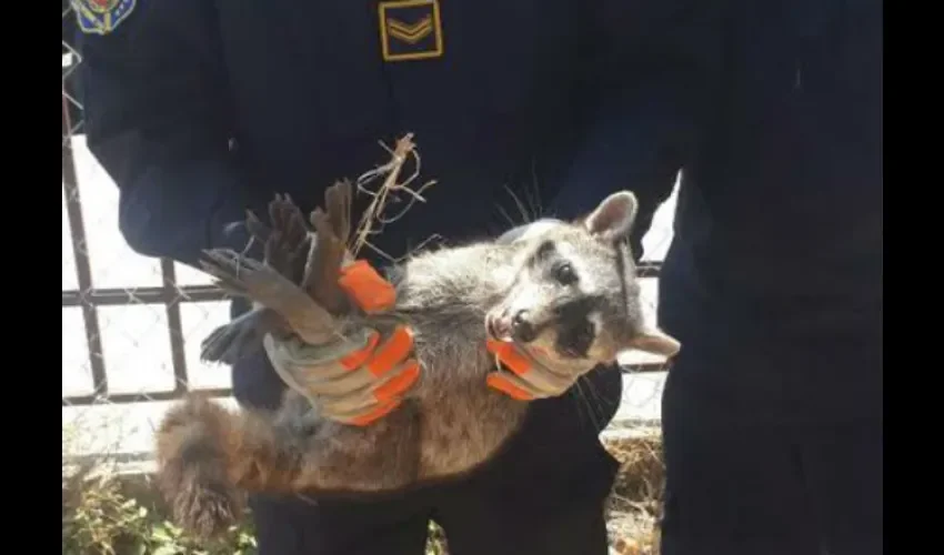 Rescatan mapache en Chitré