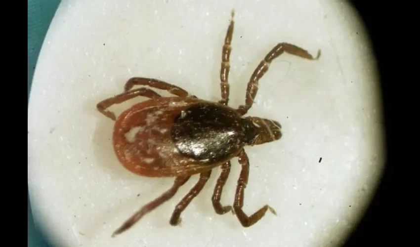 Garrapata