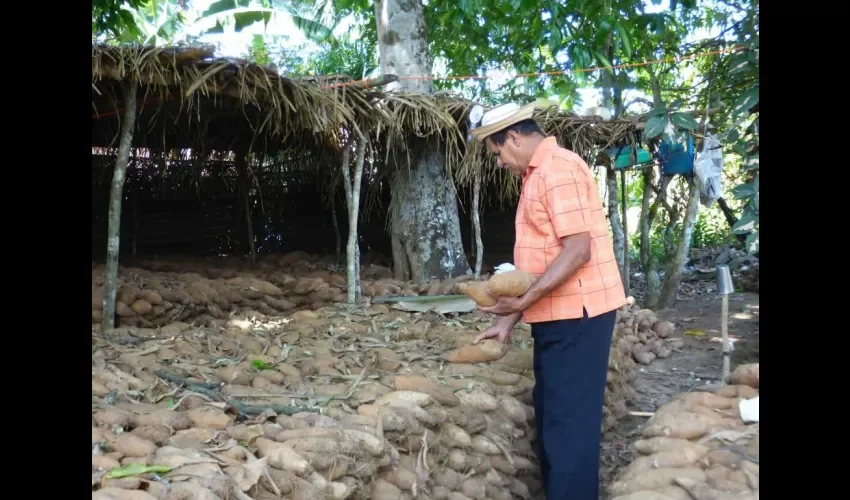 Productores de ñame de Herrera 